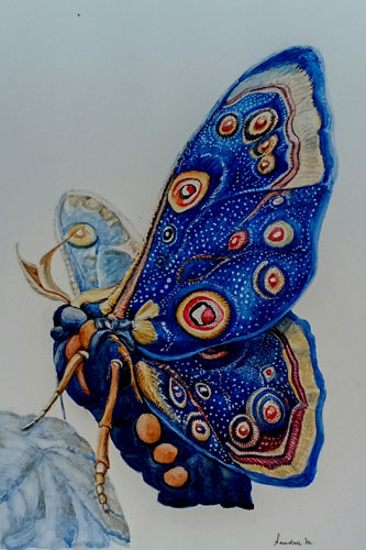 Borboleta Azul