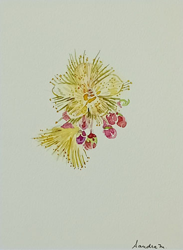 Flor do Pequi