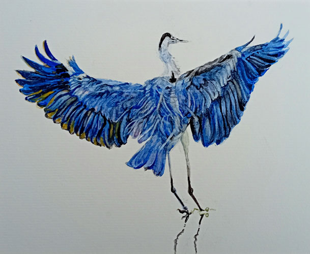 Garça Azul