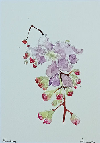 Pau Terra Flor