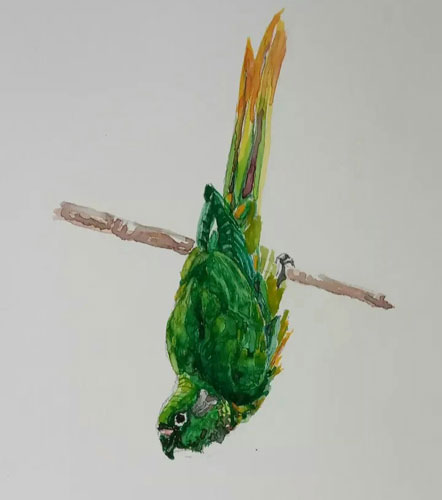 Periquito Verde