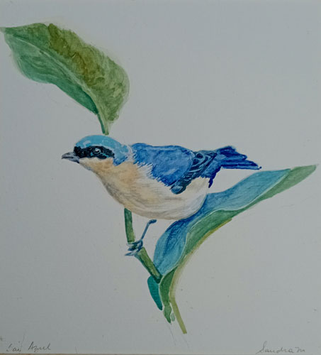 Sai Azul