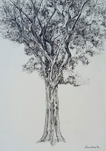 Desenho